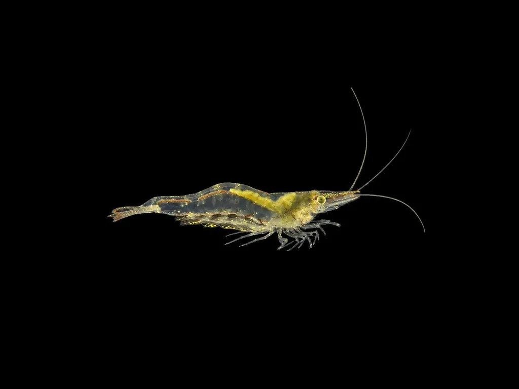 Short-nose algae shrimp (Caridina longirostris)