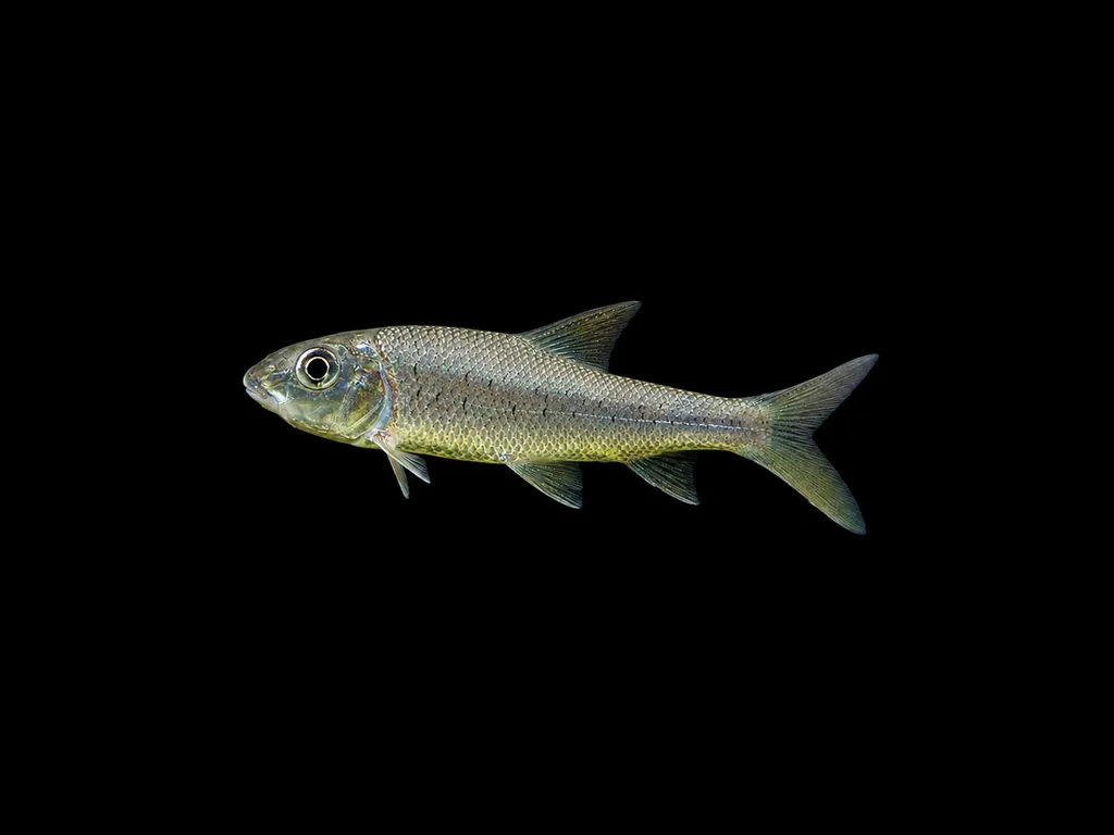 Shovelmouth barb (Chagunius chagunio)