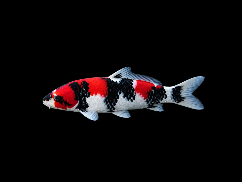 Showa koi (Cyprinus rubrofuscus)