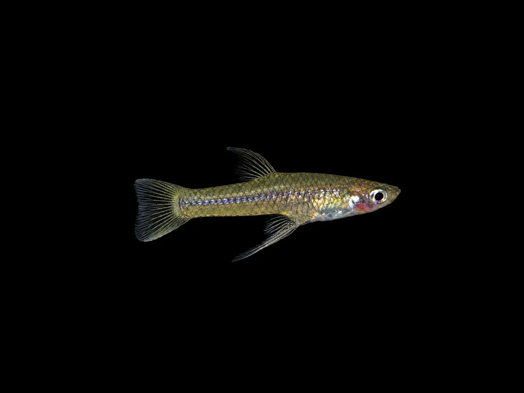 Sicklefin livebearer (Girardinus falcatus)