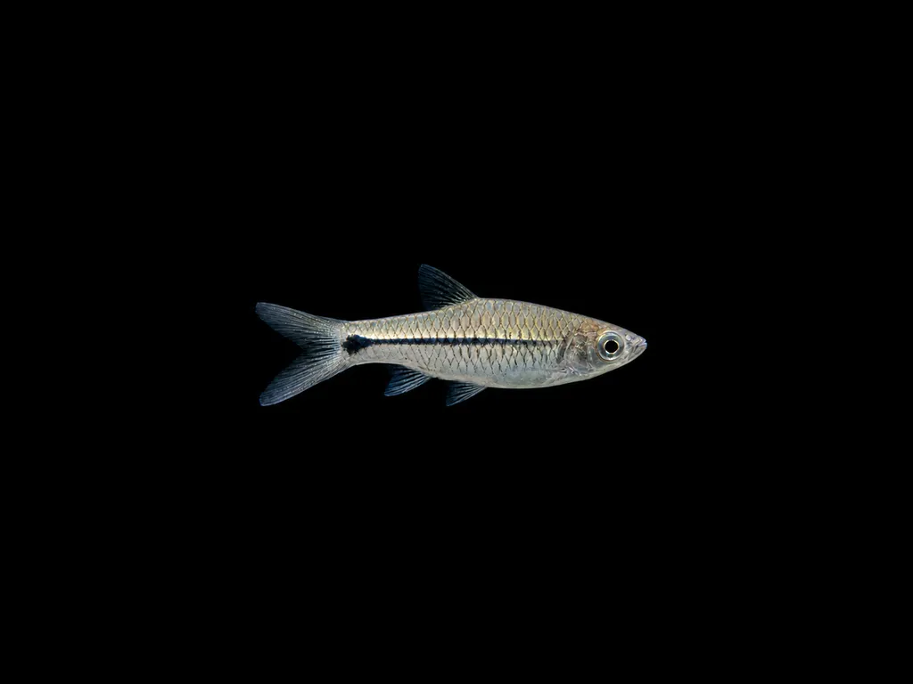 Sidestripe rasbora (Rasbora paviana)