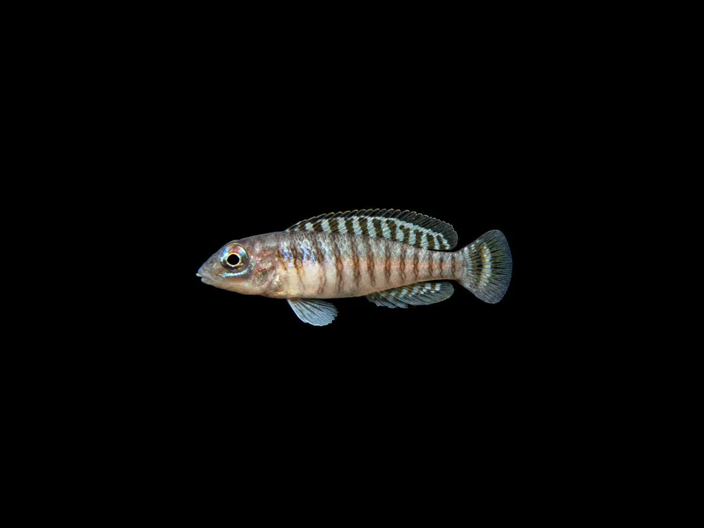 Signatus shell dweller (Lamprologus signatus)