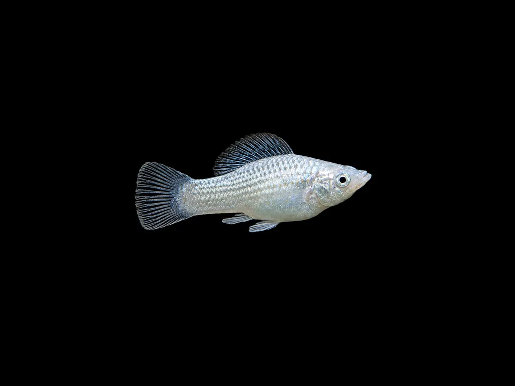 Silver molly (Poecilia sphenops)