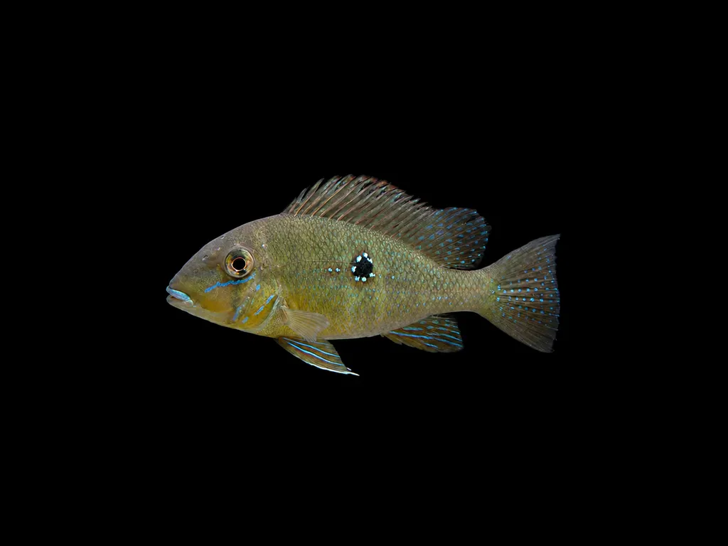 Silverspot eartheater (Geophagus argyrostictus)