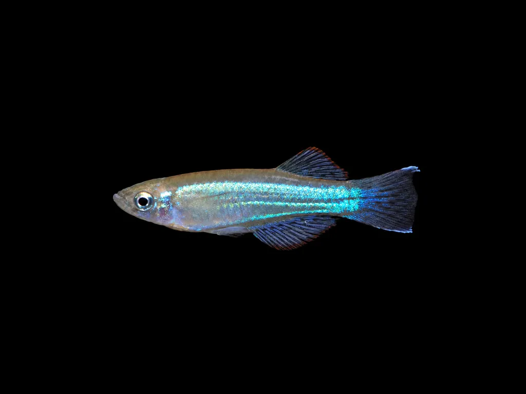 Similis lampeye (Procatopus similis)
