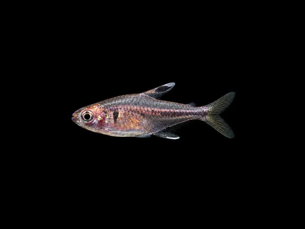 Simulatus tetra (Hyphessobrycon simulatus)