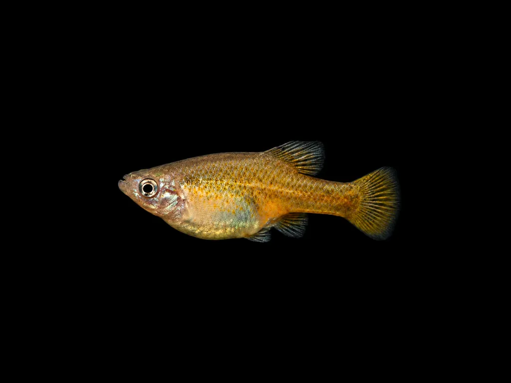 Golden skiffia (Skiffia francesae)