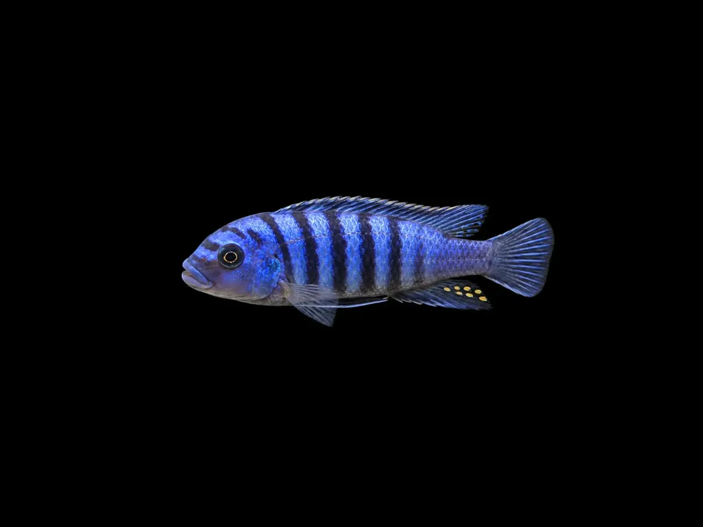Slim zebra (Maylandia tarakiki)