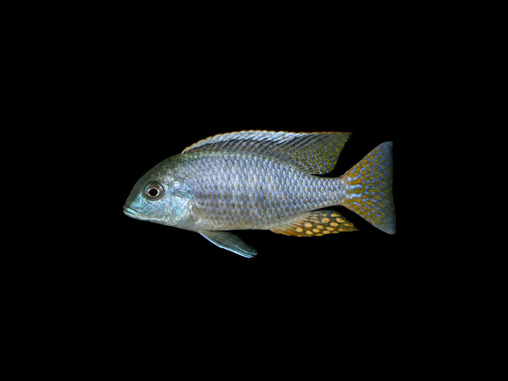 Smallmouth lethrinops (Lethrinops microstoma)