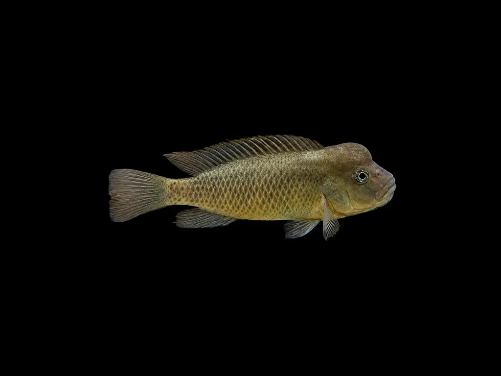 Smooth buffalo head (Steatocranus glaber)
