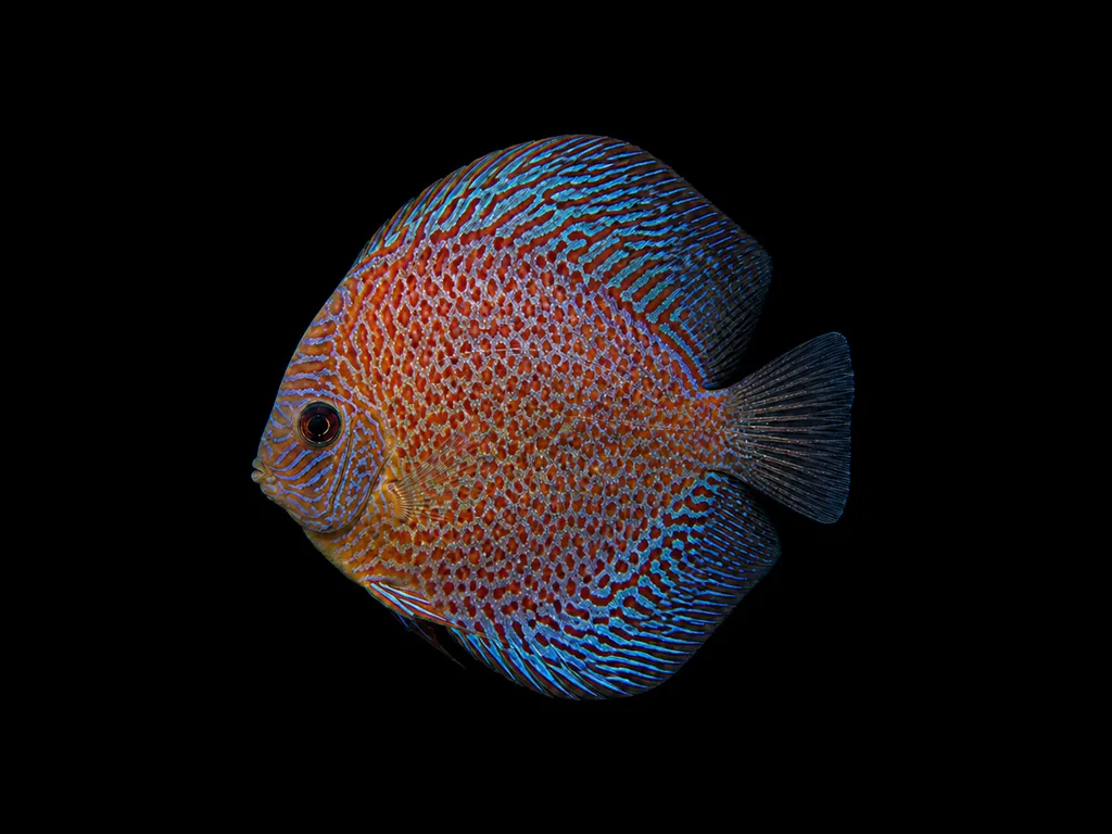 Snakeskin discus (Symphysodon aequifasciatus)