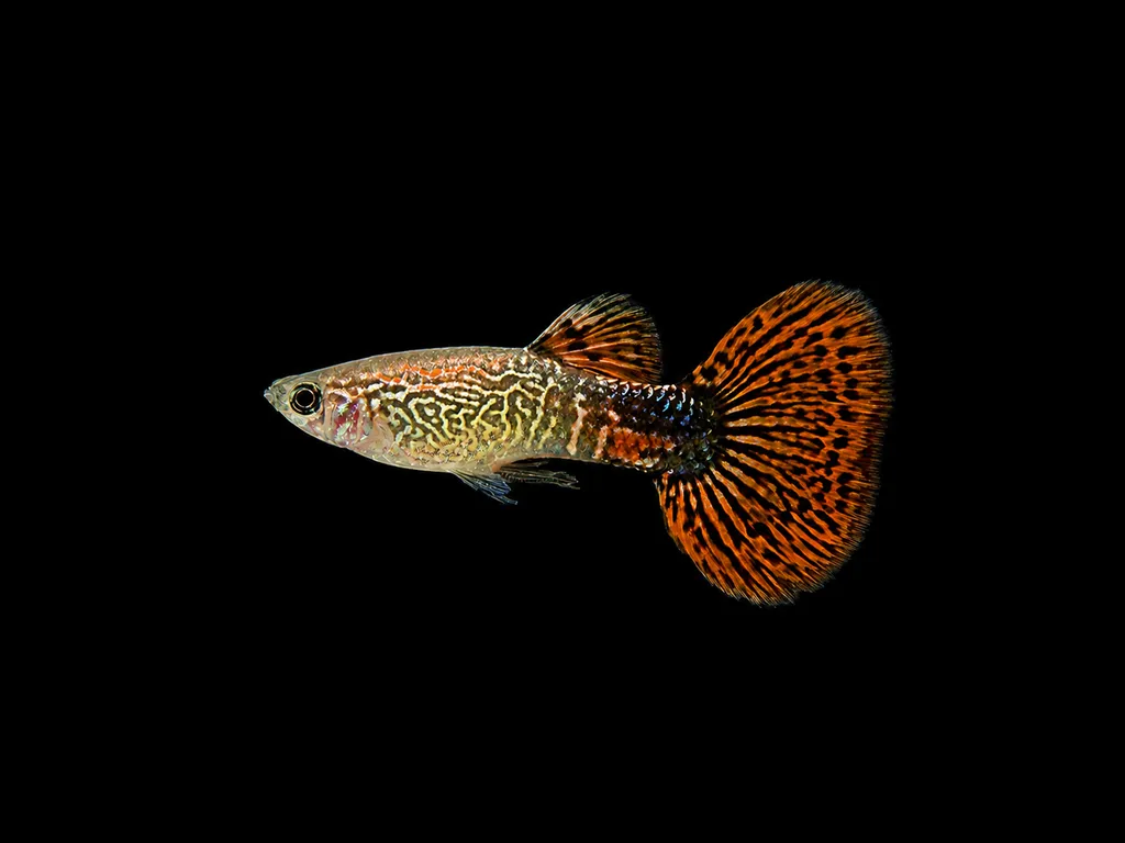 Snakeskin guppy (Poecilia reticulata)