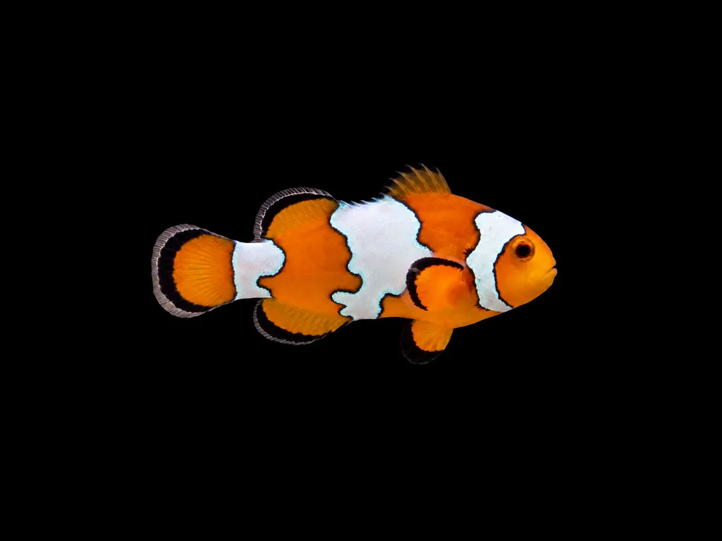 Snowflake clownfish (Amphiprion ocellaris)