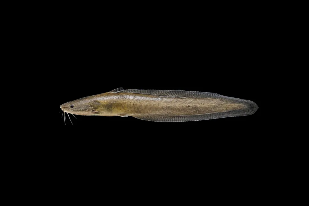 Soft-spined tandan (Neosilurus mollespiculum)