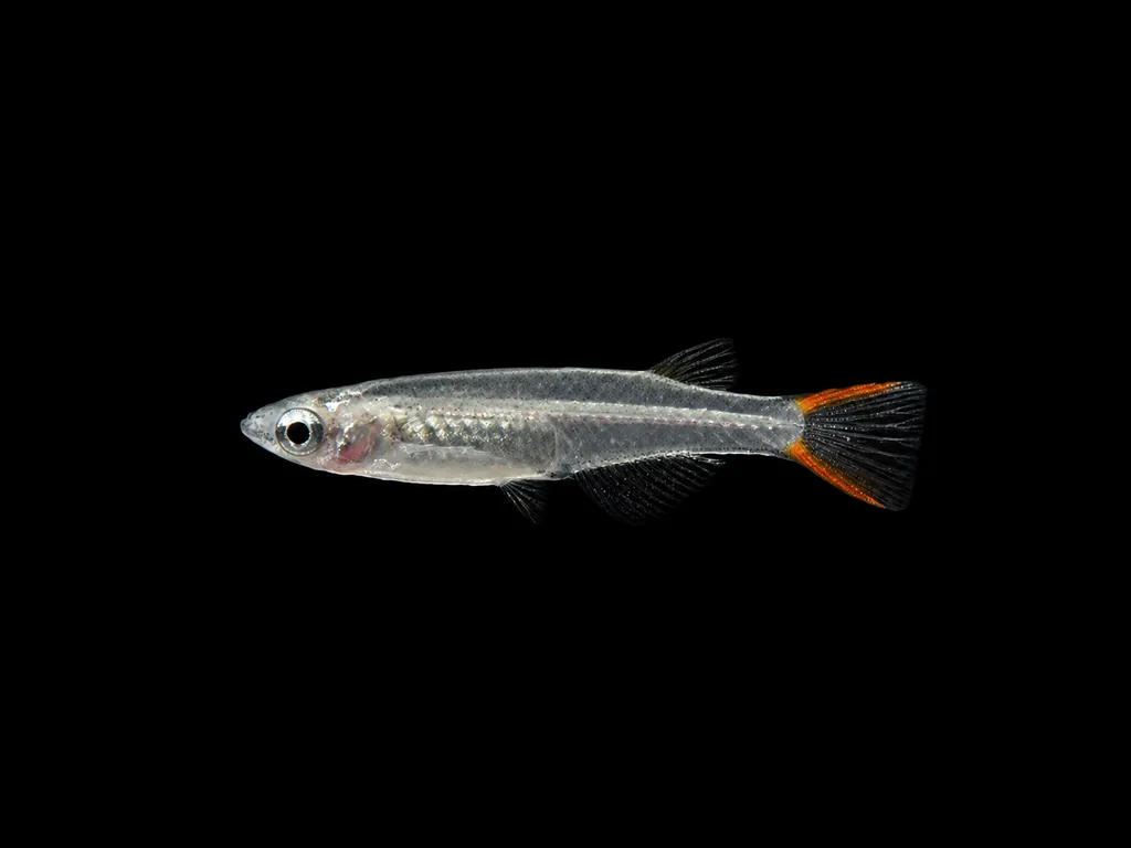 Songkhram ricefish (Oryzias songkhramensis)
