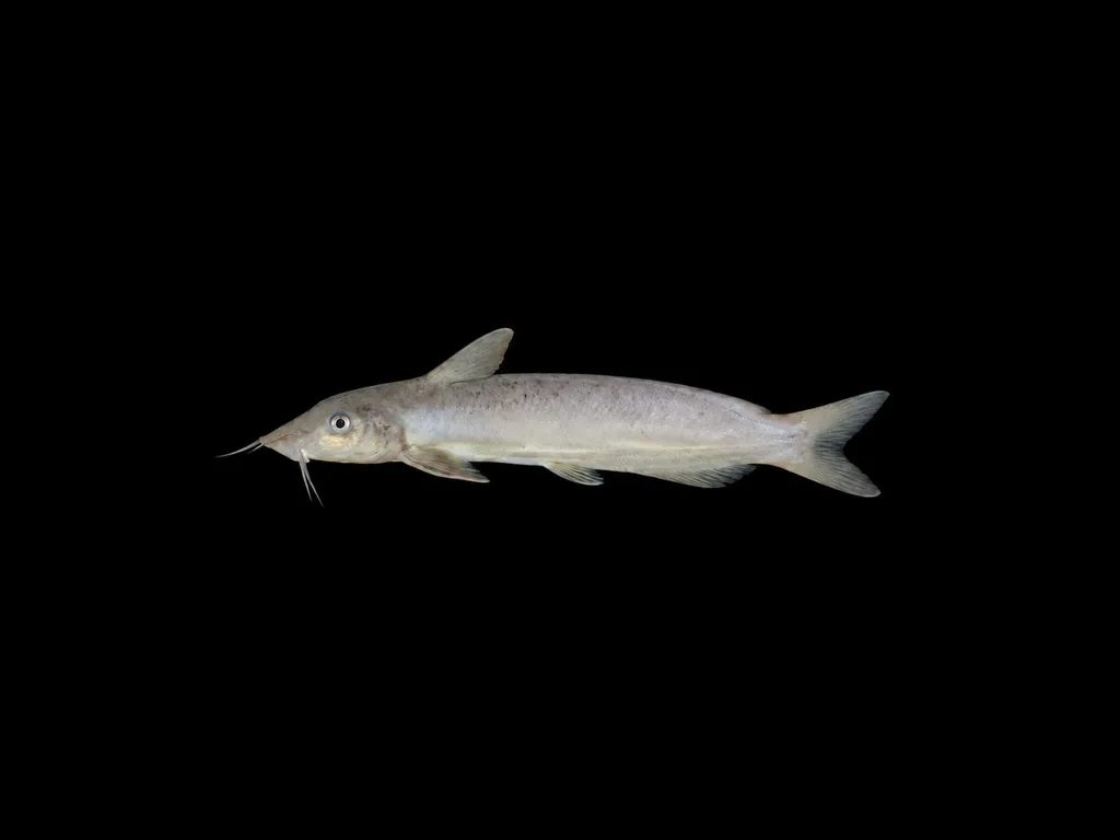 Southern tandan (Neosilurus equinus)