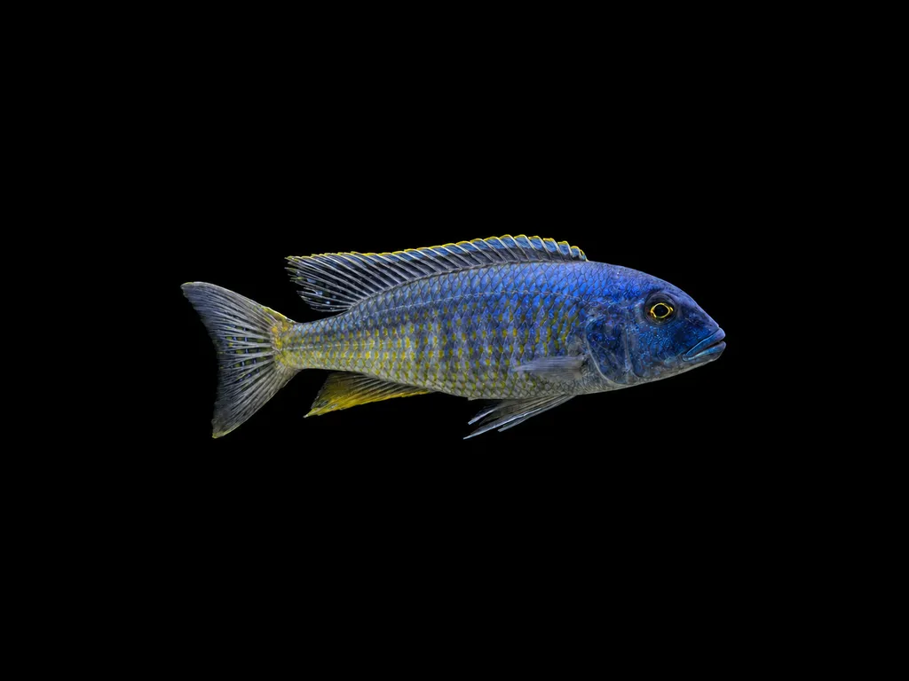 Spectabilis hap (Buccochromis spectabilis)