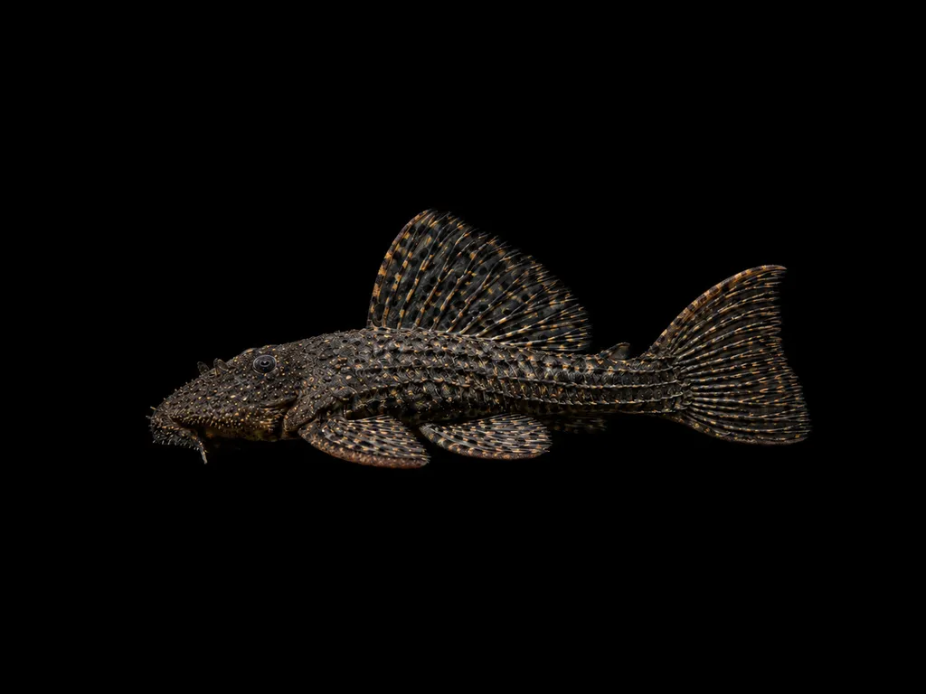 Spiny monster pleco (Pseudacanthicus spinosus)