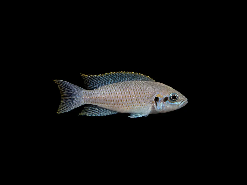 Splendid lamprologus (Neolamprologus splendens)