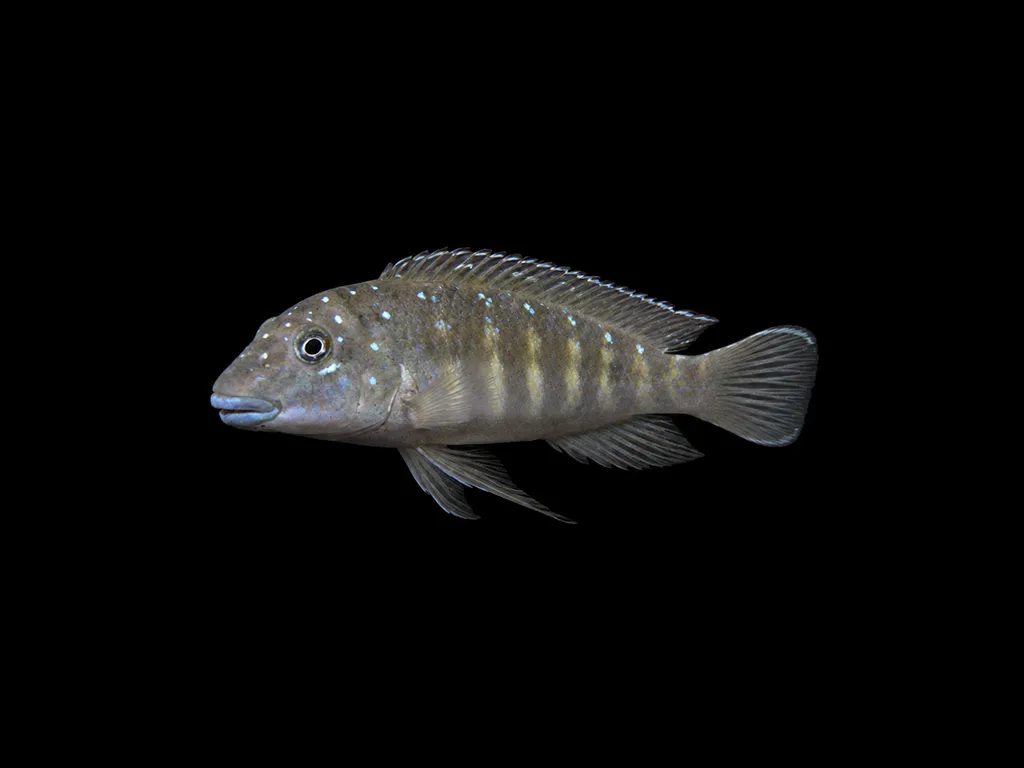 Spotfin goby cichlid (Tanganicodus irsacae)