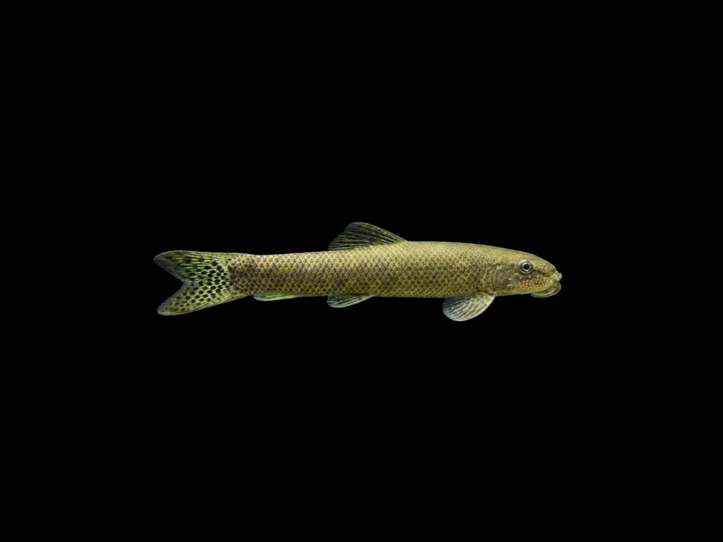 Spotted algae eater (Gyrinocheilus pennocki)