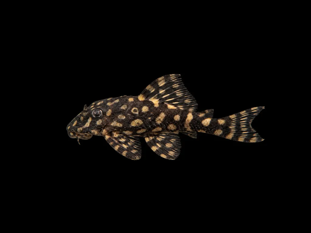 Spotted tiger pleco (Peckoltia brevis)