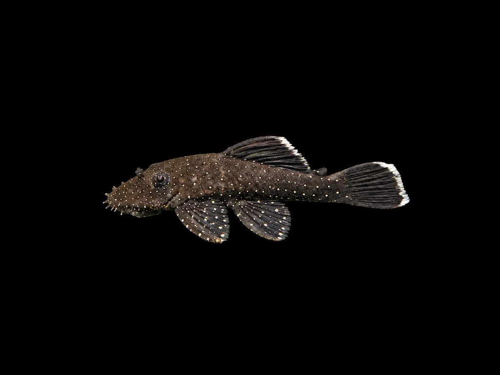 Starry night bristlenose pleco (Ancistrus hoplogenys)
