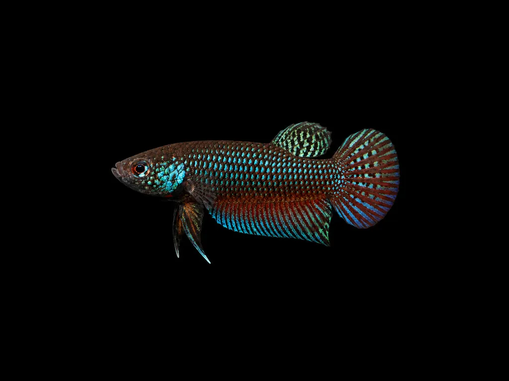 Stiktos betta (Betta stiktos)