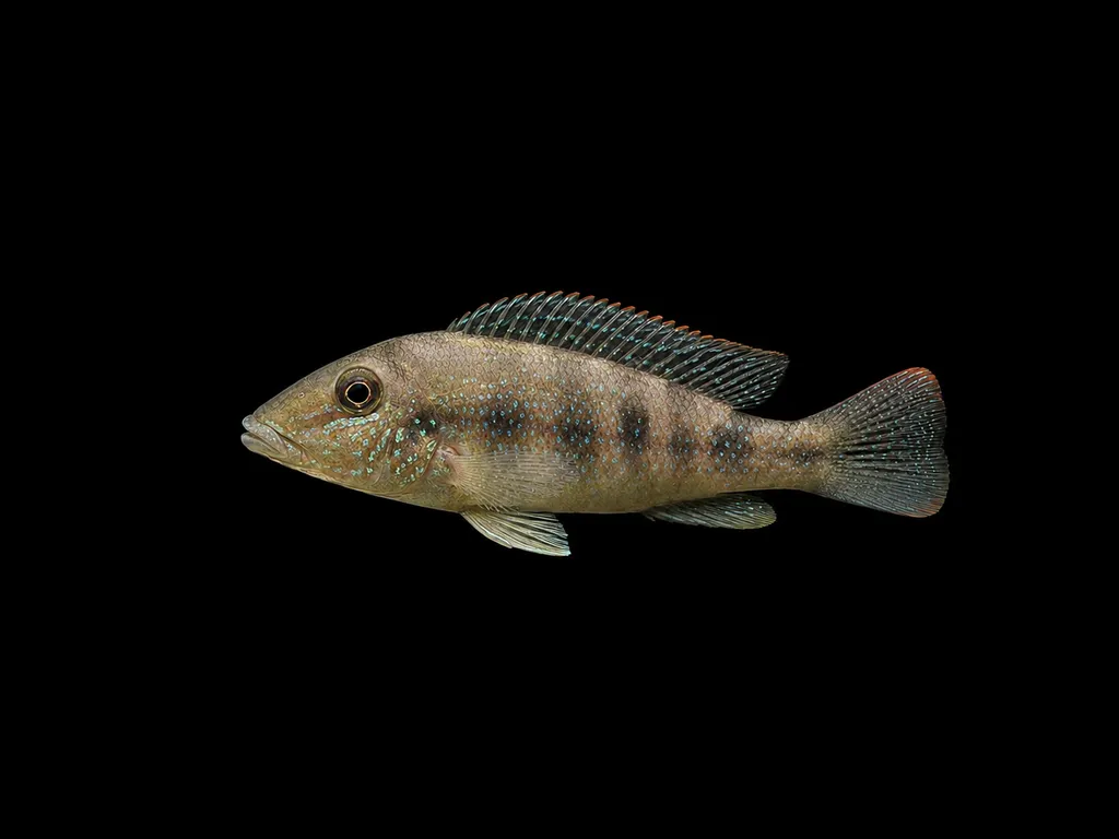 Stonelifter retroculus (Retroculus lapidifer)