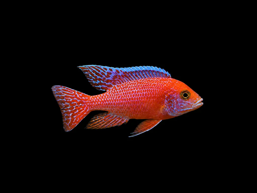 Strawberry peacock (Aulonocara hybrid)