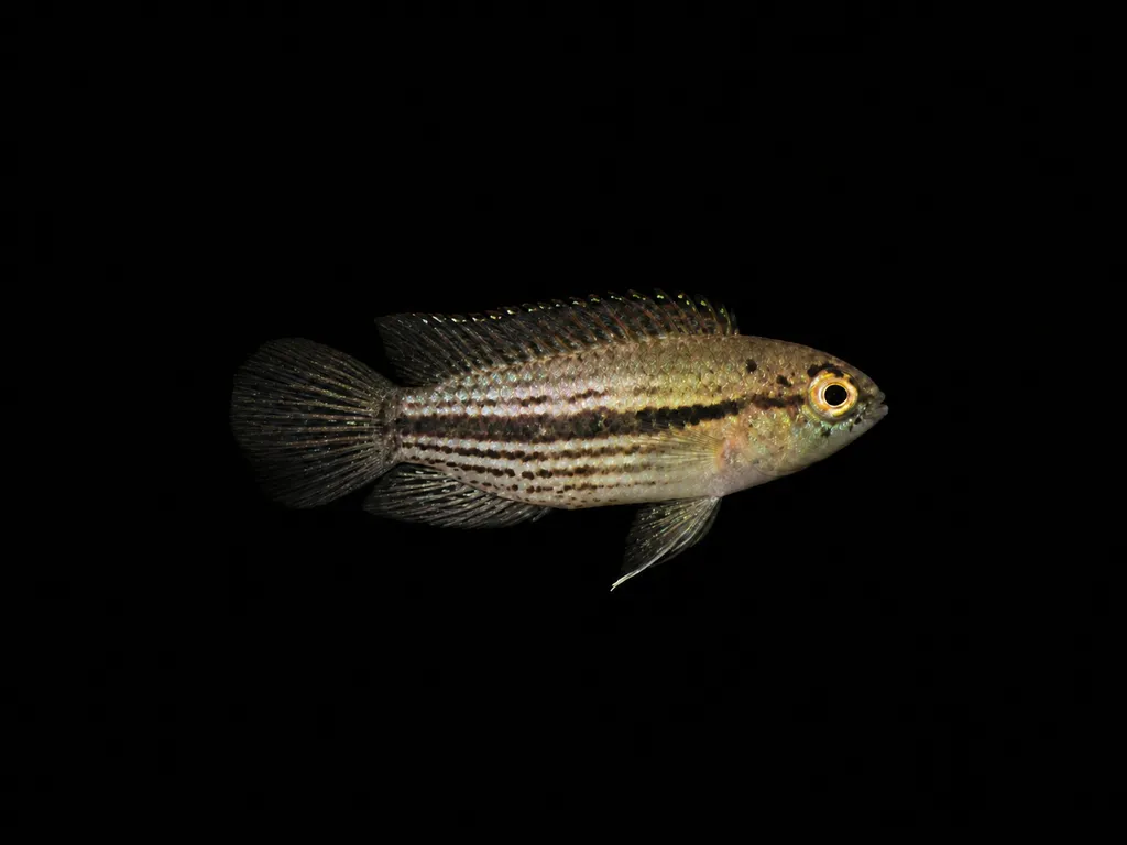 Striped nannacara (Nannacara taenia)