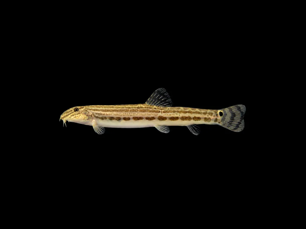 Striped spined loach (Cobitis striata)