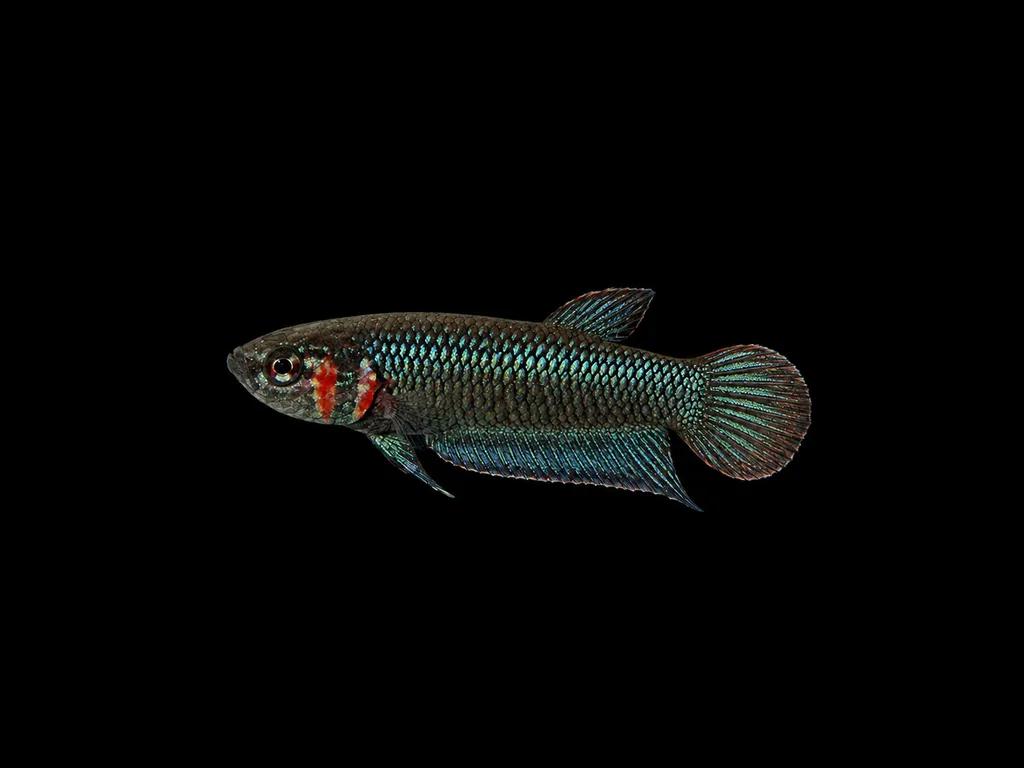 Stroh's betta (Betta strohi)
