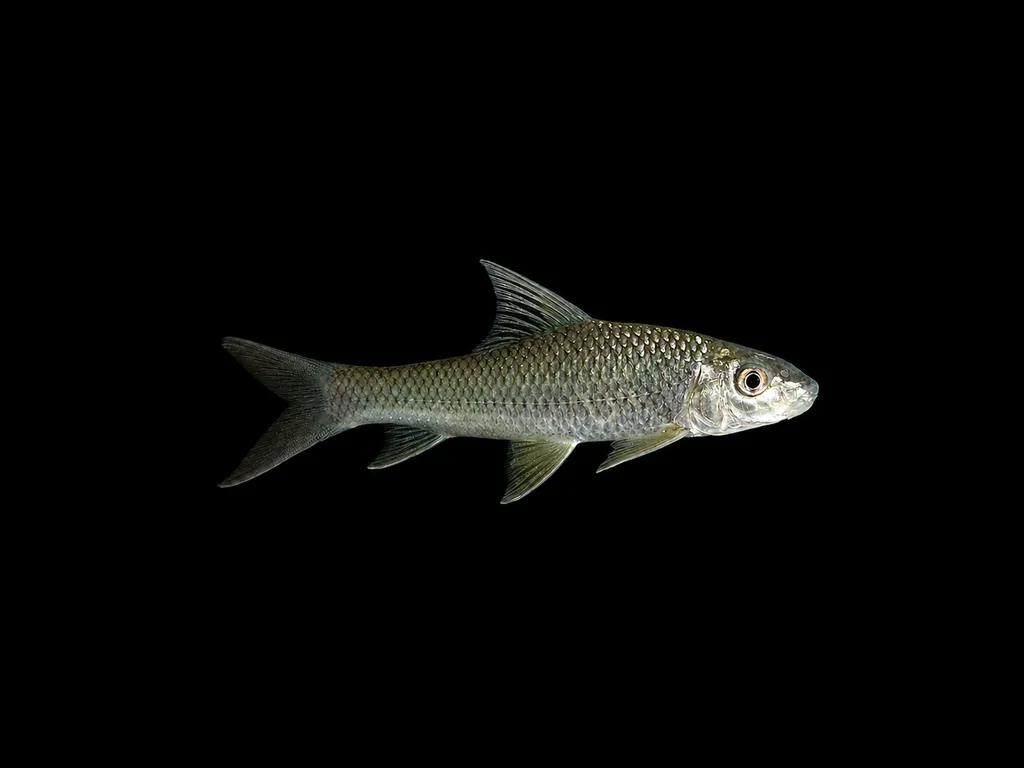Sucker barb (Barbichthys laevis)