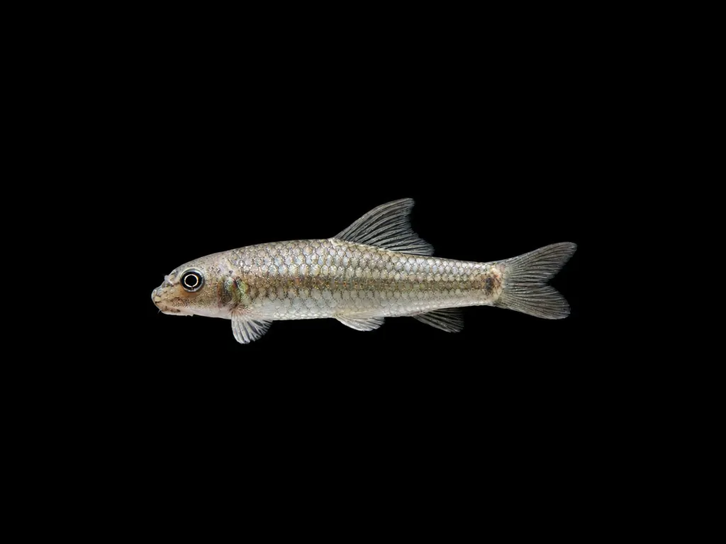 Sucker-head garra (Garra gotyla)