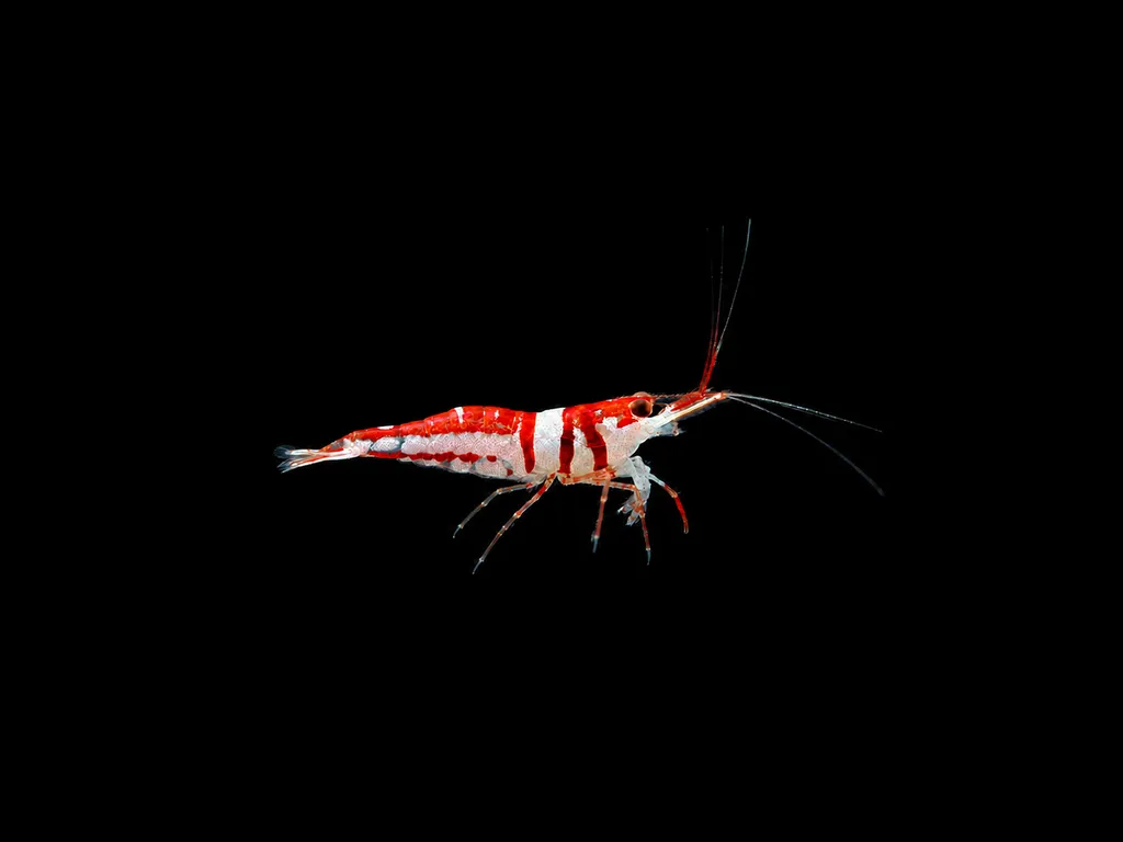 Sulawesi harlequin shrimp (Caridina woltereckae)