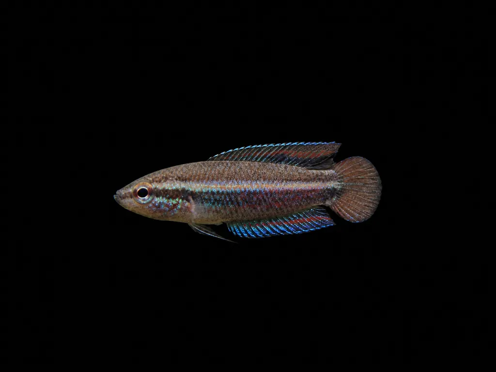 Sumatran licorice gourami (Parosphromenus sumatranus)