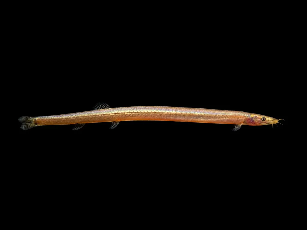 Sumatran neon loach (Pangio bitaimac)