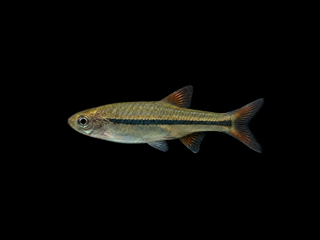 Sumatran rasbora (Rasbora sumatrana)