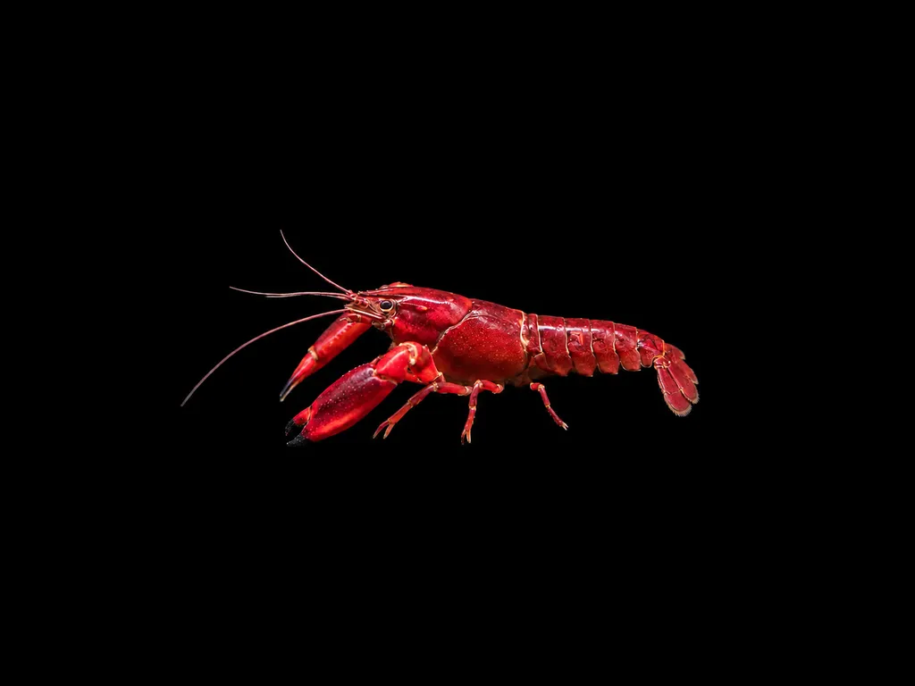 Super red crayfish (Cherax boesemani)
