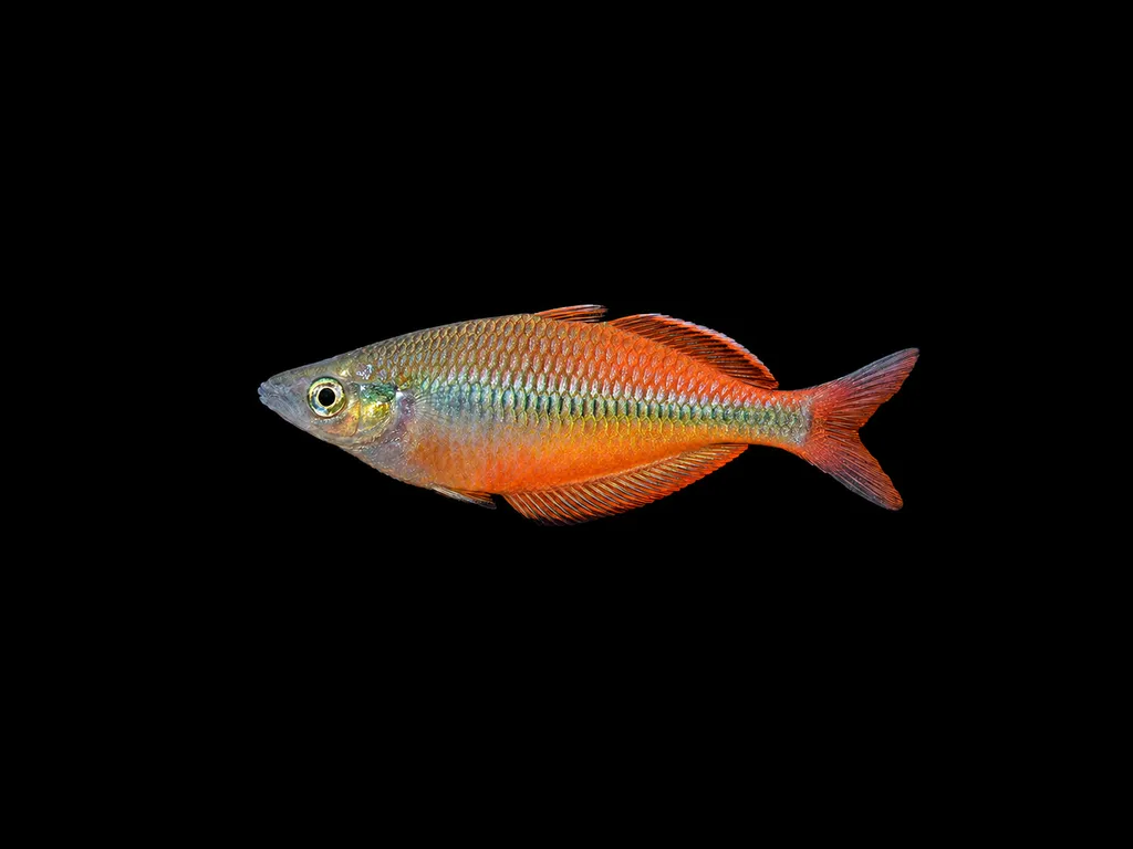 Susi rainbowfish (Melanotaenia susii)