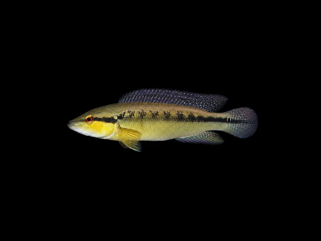 Sven's pike cichlid (Crenicichla sveni)
