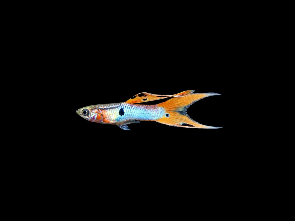 Sword guppy (Poecilia reticulata)
