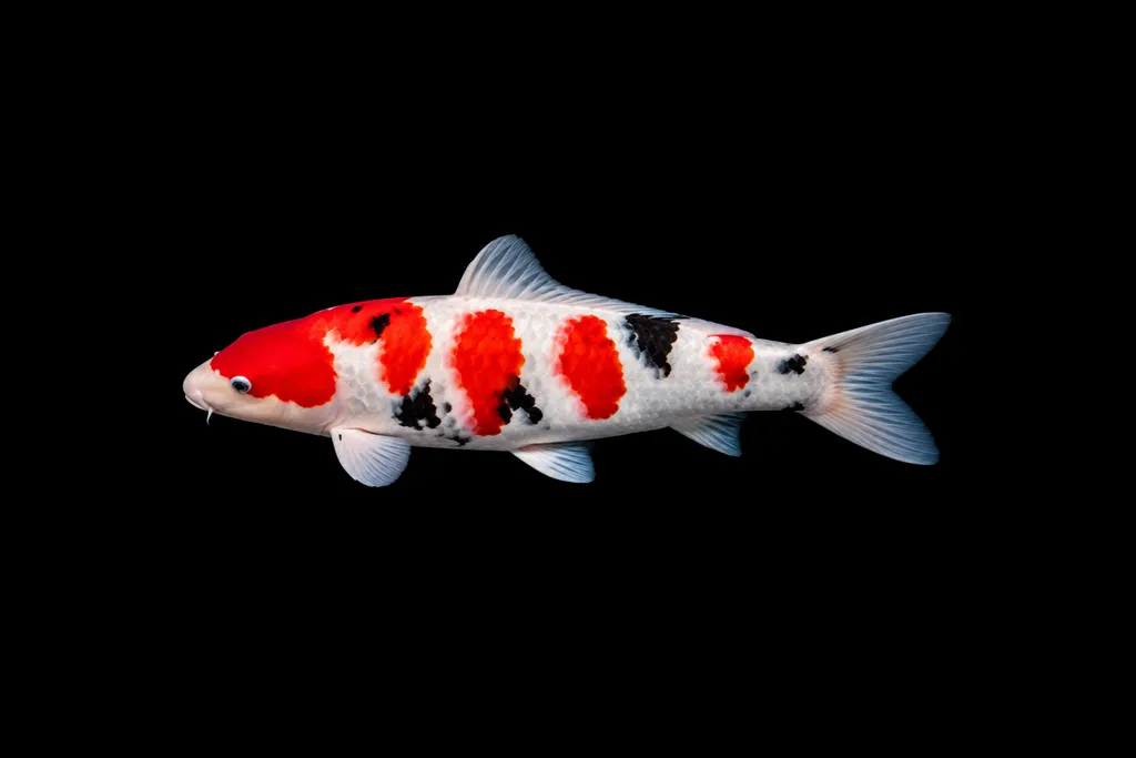 Taisho Sanke koi (Cyprinus rubrofuscus)