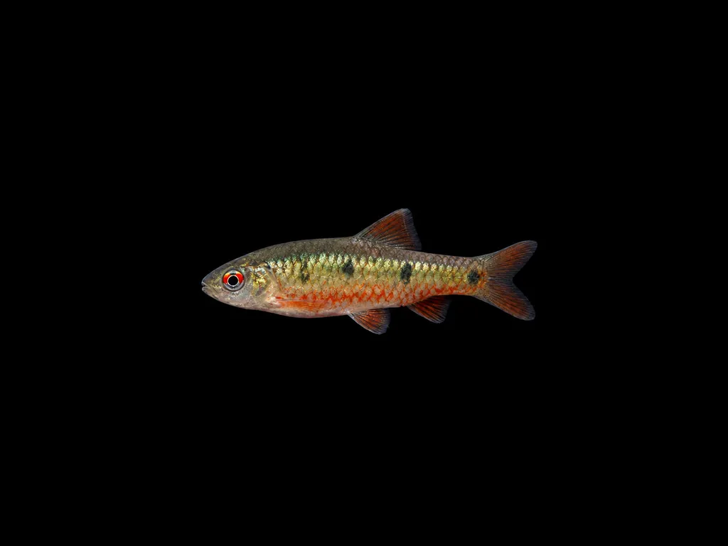 Taiwan barb (Puntius snyderi)