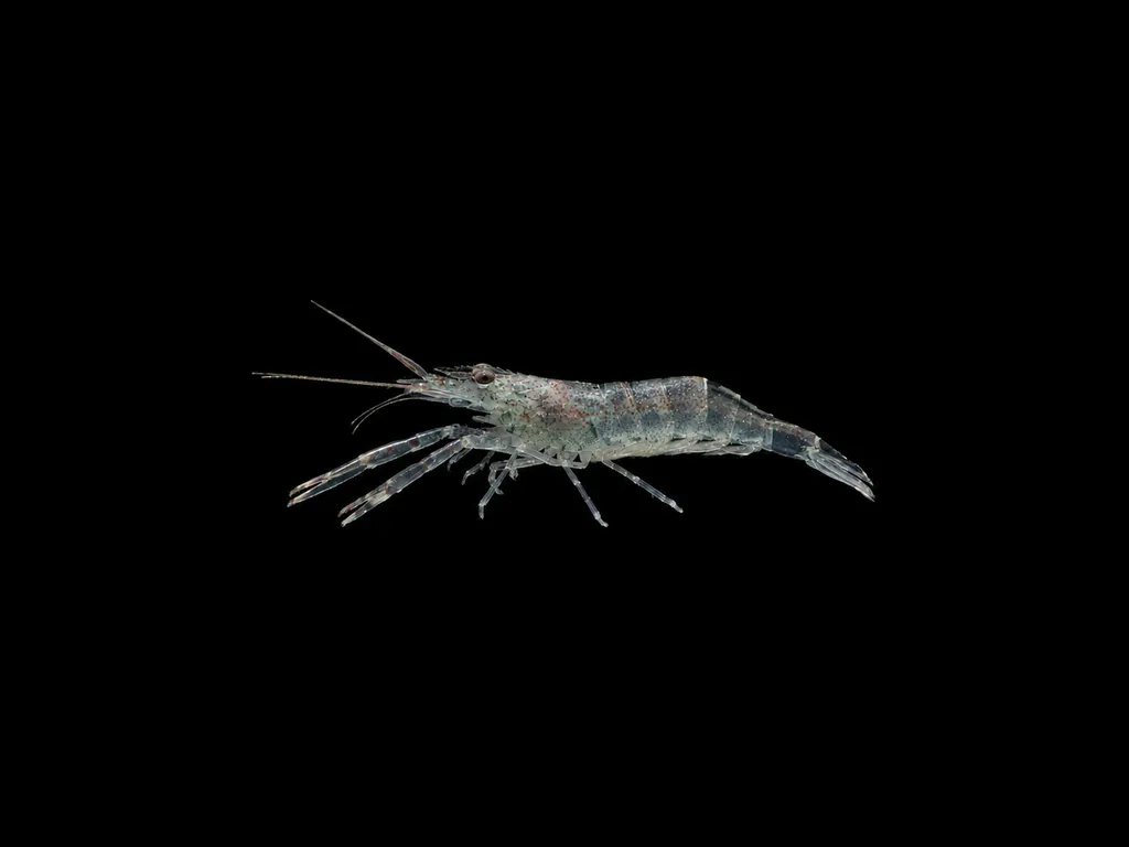 Taiwanese long claw prawn (Macrobrachium placidulum)