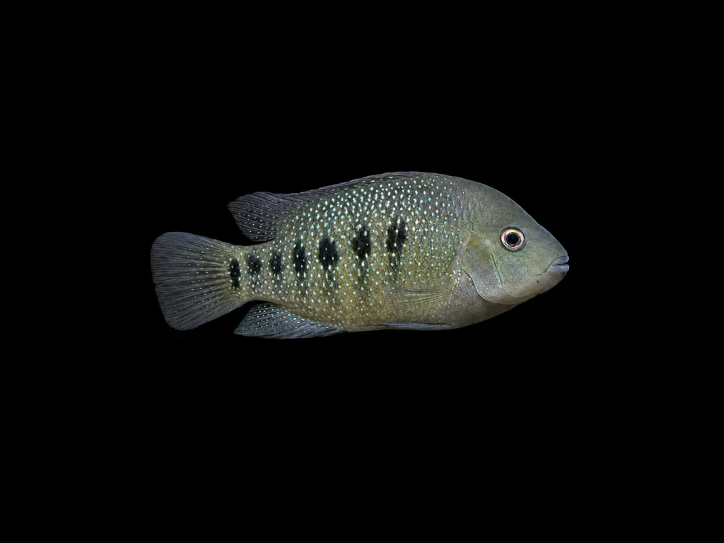 Tamasopo cichlid (Herichthys tamasopoensis)