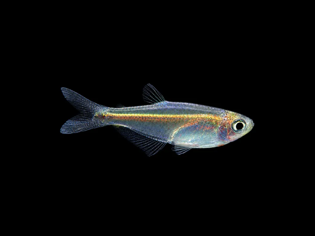 Tambopata glass tetra (Tyttocharax tambopatensis)