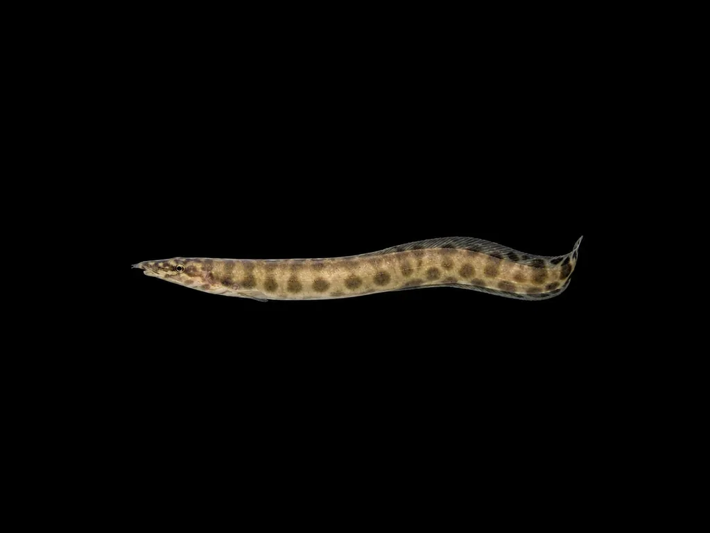 Tanganyika spotted spiny eel (Mastacembelus ellipsifer)