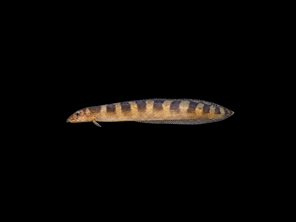 Tanganyika striped spiny eel (Mastacembelus plagiostomus)